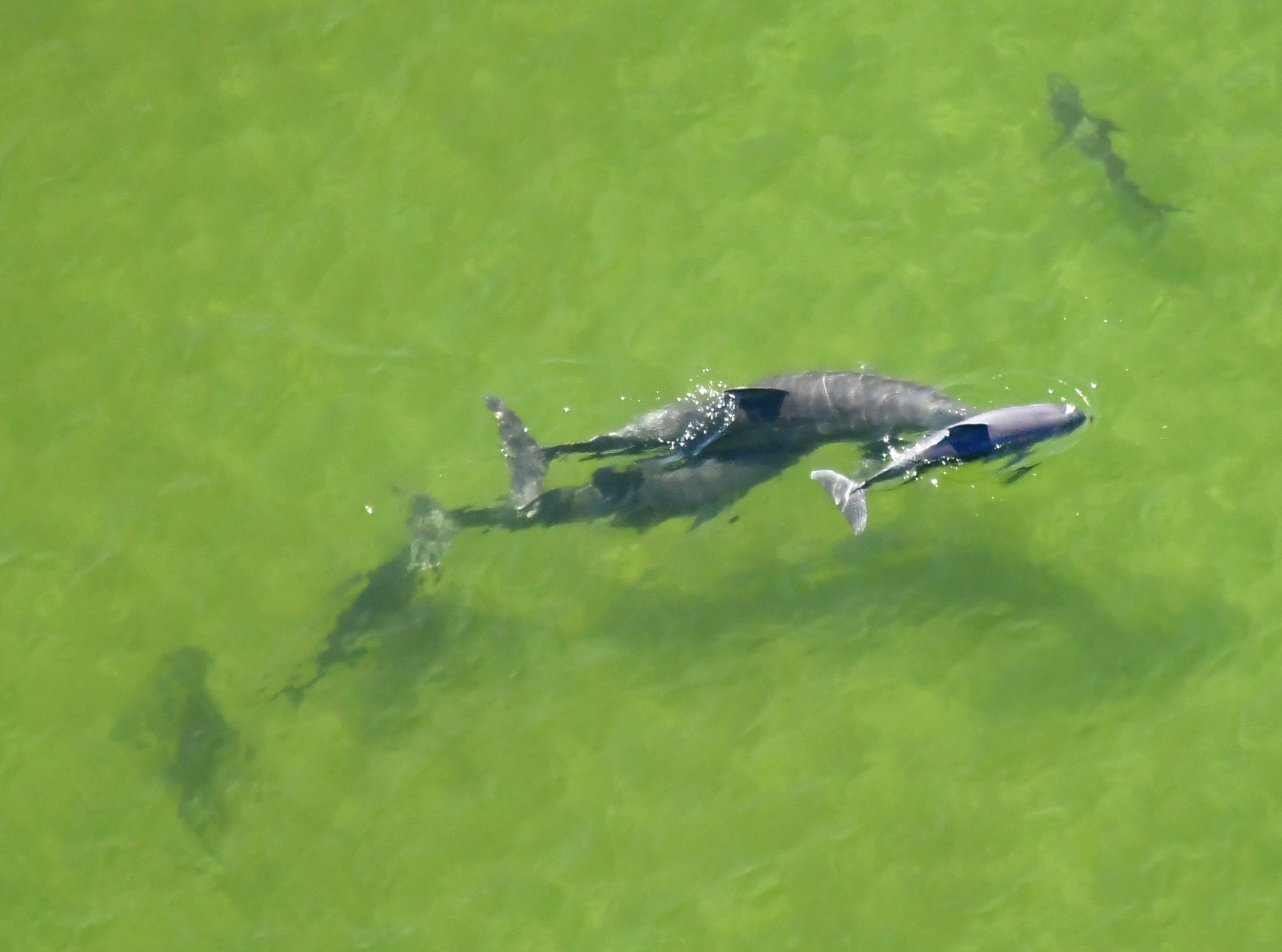 Dolphins in Formation